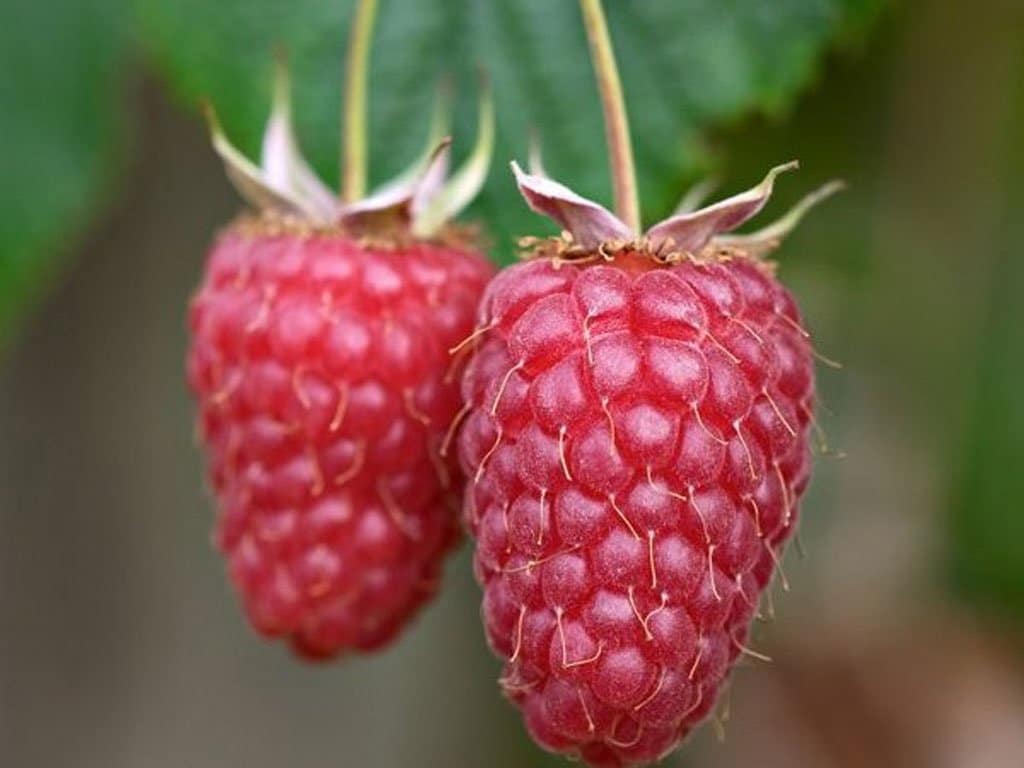 Ремонтантная разновидность раннеспелой малины сорта Гусар