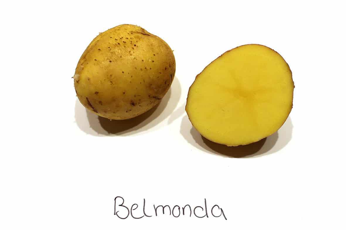 Выращивание среднераннего сорта картошки Бельмондо