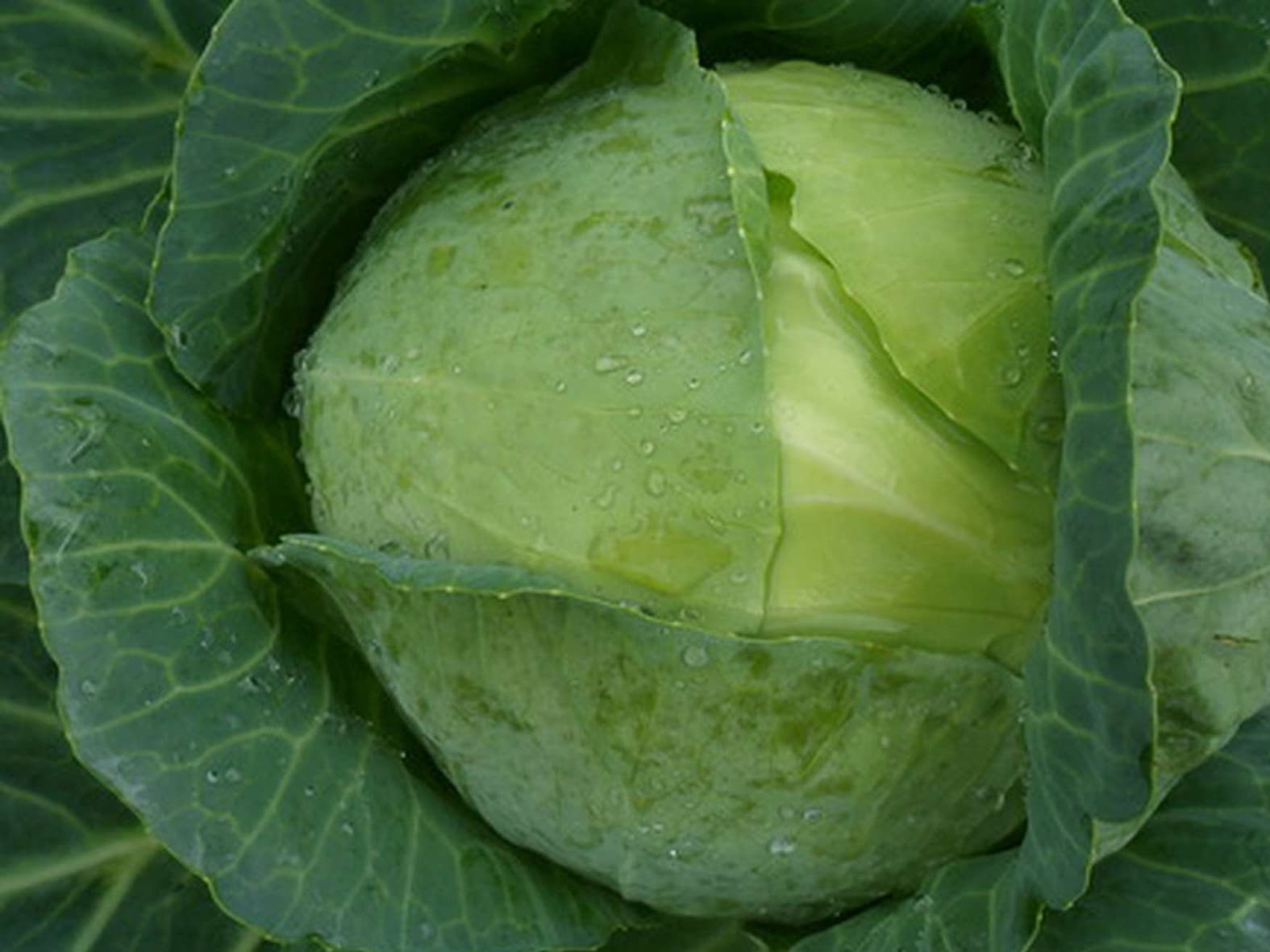 Особенности белокочанной капусты сорта белорусская