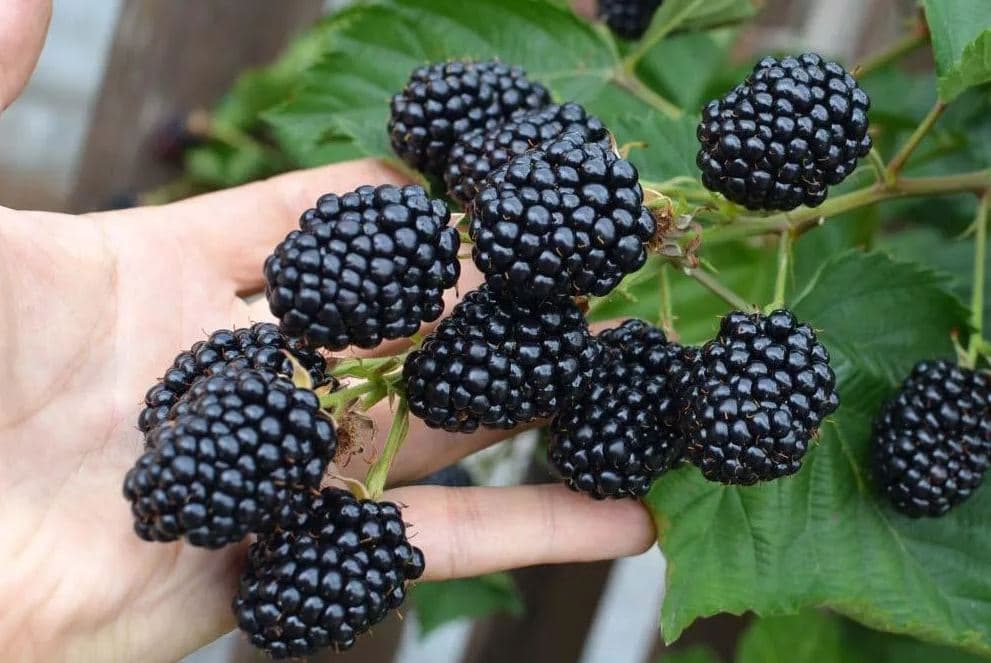 Ультраранний бесшипный сорт ежевики Лох Тей