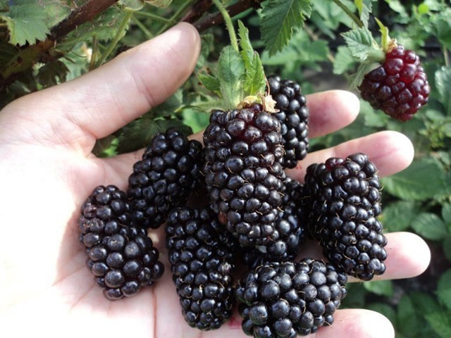 Неоднозначный новый польский сорт ежевики Бжезина