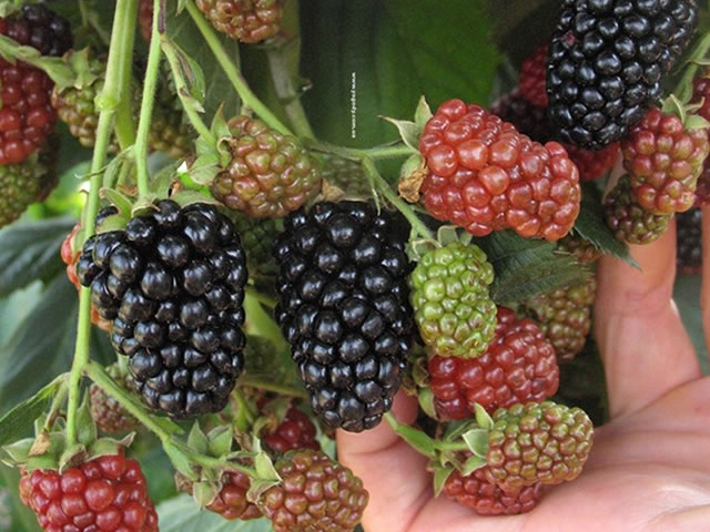 Новый американский гибридный сорт ежевики Небеса могут подождать