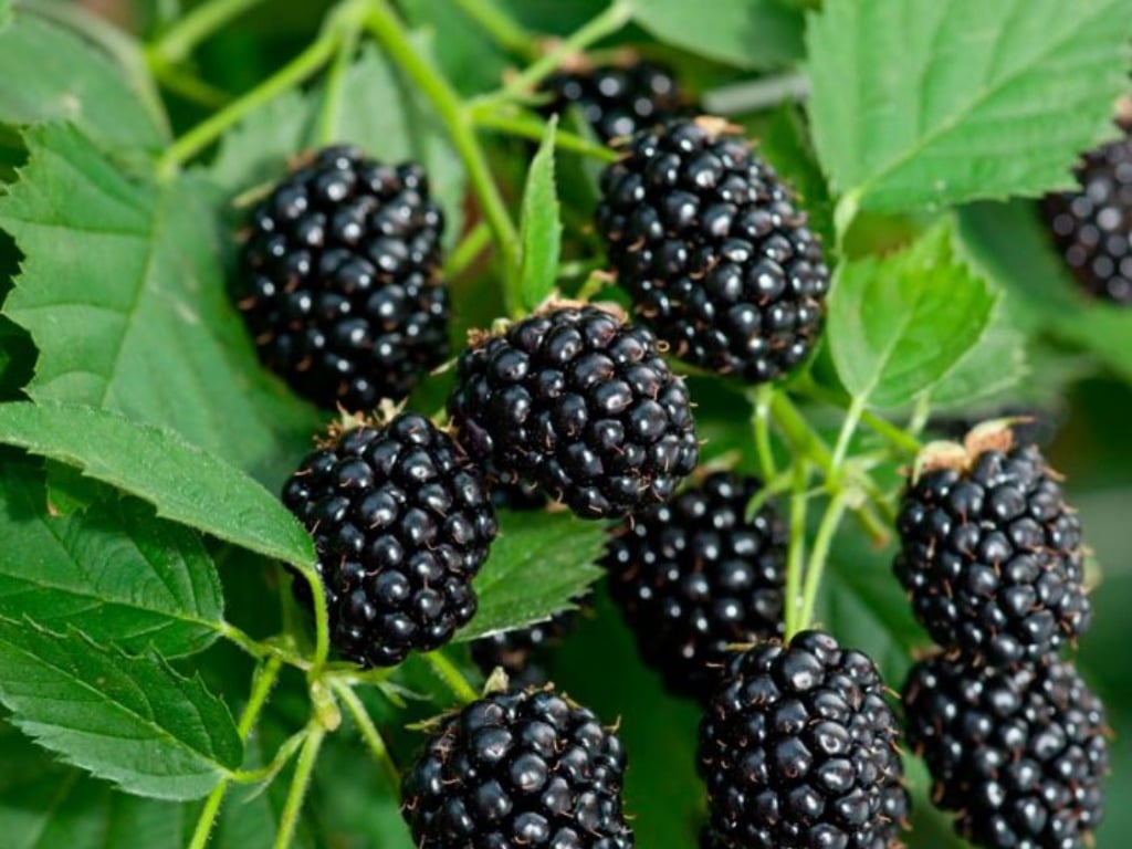 Правила посадки и ухода за садовой ежевикой