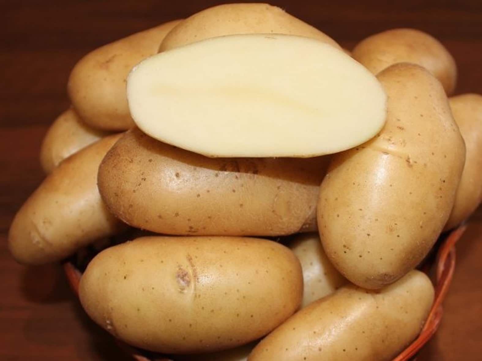 Описание столового сорта картошки Фрителла