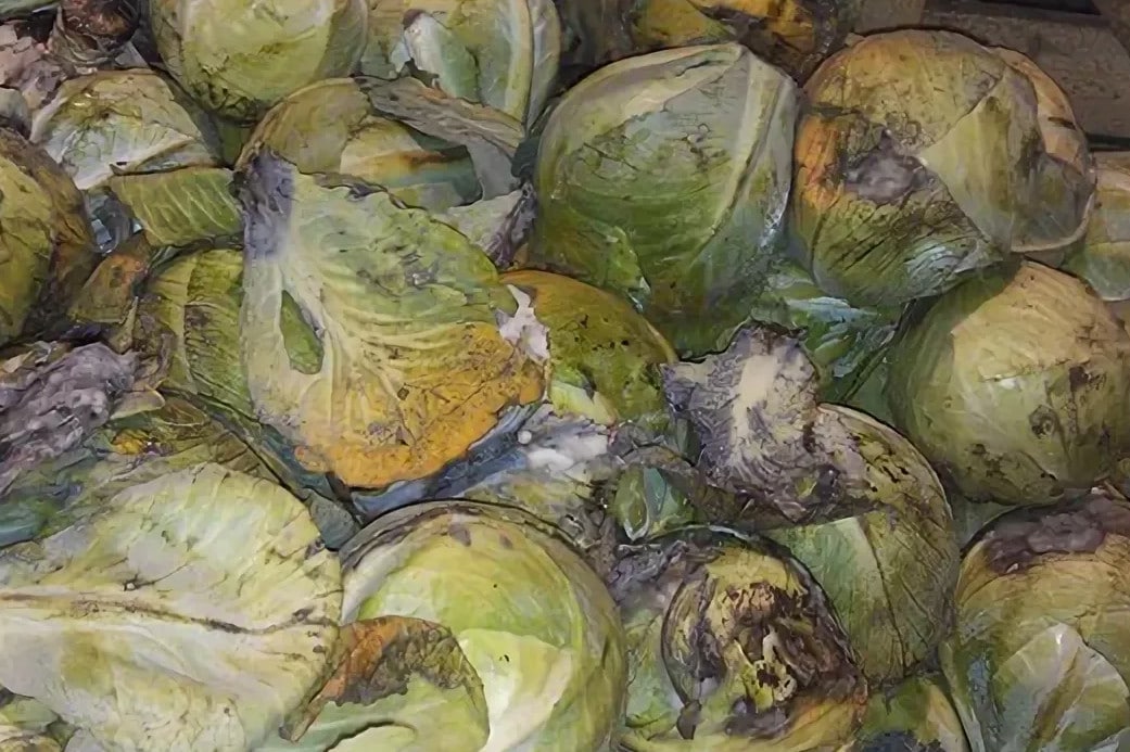 Заболевания капусты и методы борьбы с ними