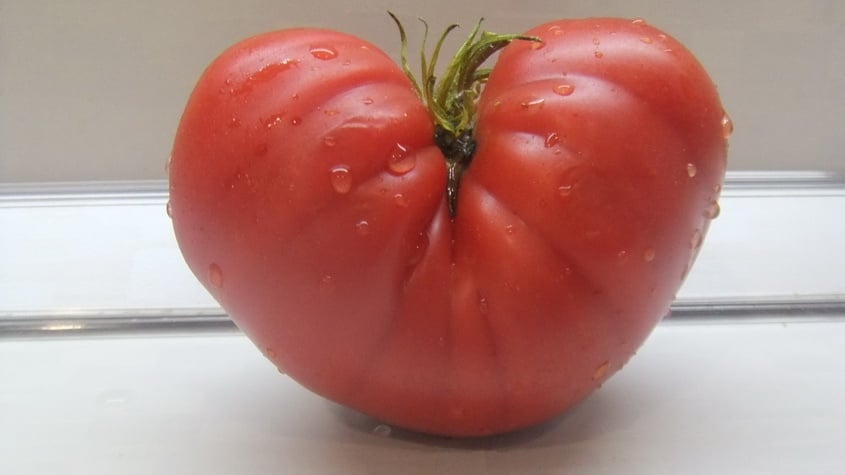 Особенности капусты Айсберг и как правильно хранить урожай