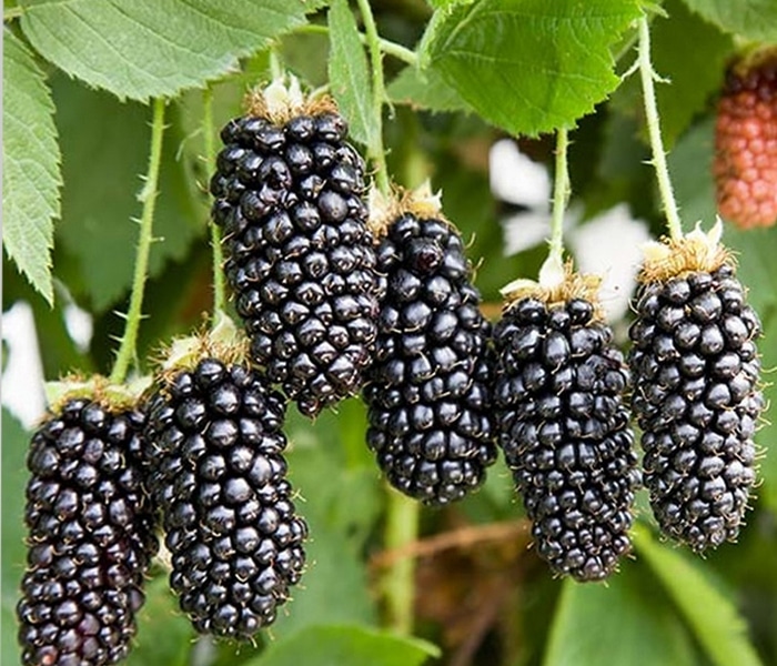 Новый ранний сорт ежевики с крупными плодами Карака Блэк