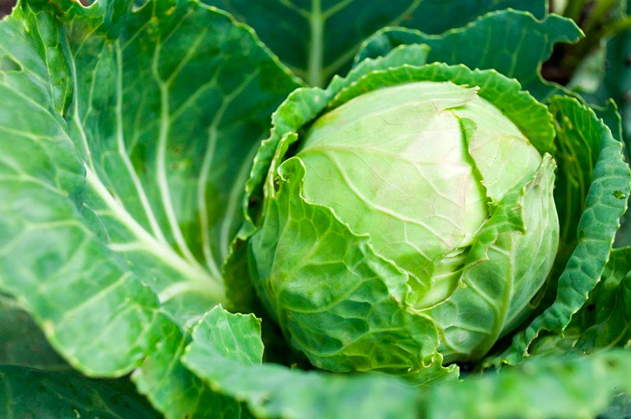 Сортовые характеристики Московской поздней капусты