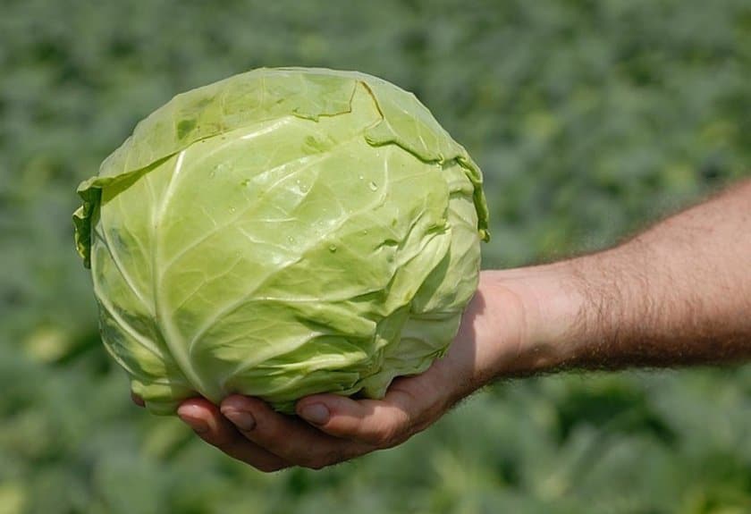 Лучшие сорта ранней капусты для открытого грунта