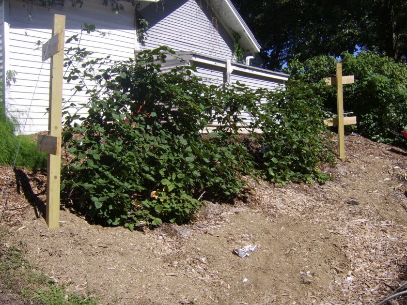 Как правильно ухаживать и подготавливать ежевику к зиме