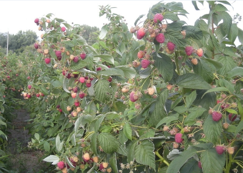 Описание ремонтантного сорта малины Херитейдж