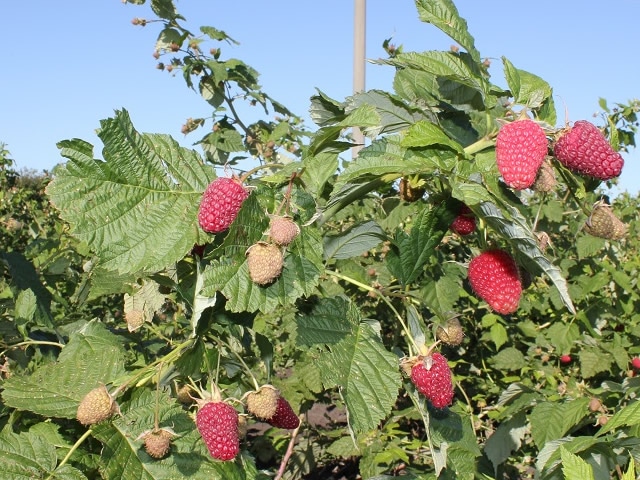 Современный ремонтантный сорт малины Самохвал