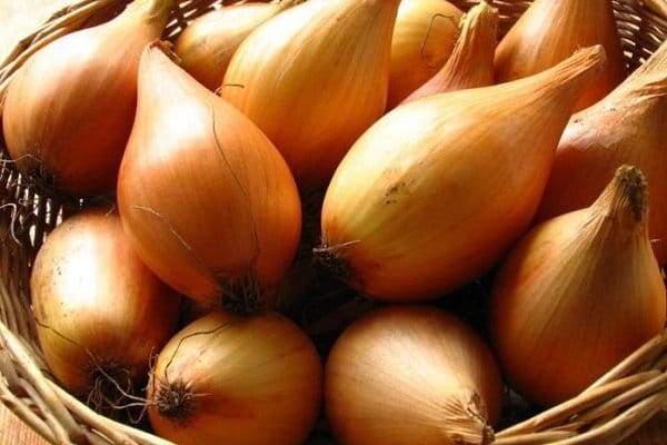 Полезные свойства лука Бамбергера, технология выращивания