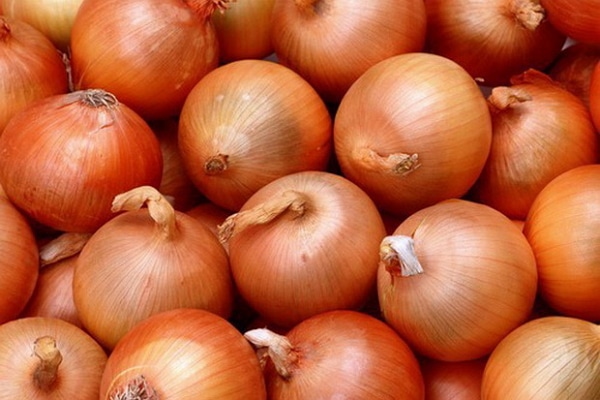 Сорт репчатого лука геркулес, его достоинства, правила посадки, ухода