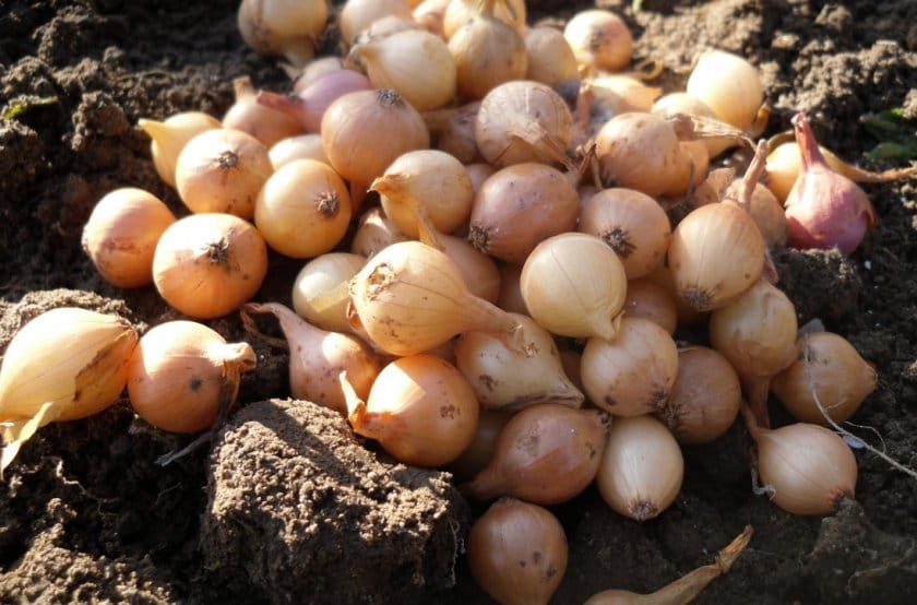 Описание озимого лука сеншуя, правила посадки и ухода