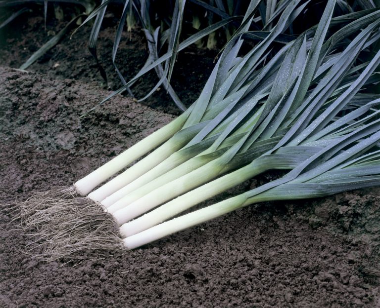 Как сохранить урожай лука-порея в квартире, после выкапывания с грядки
