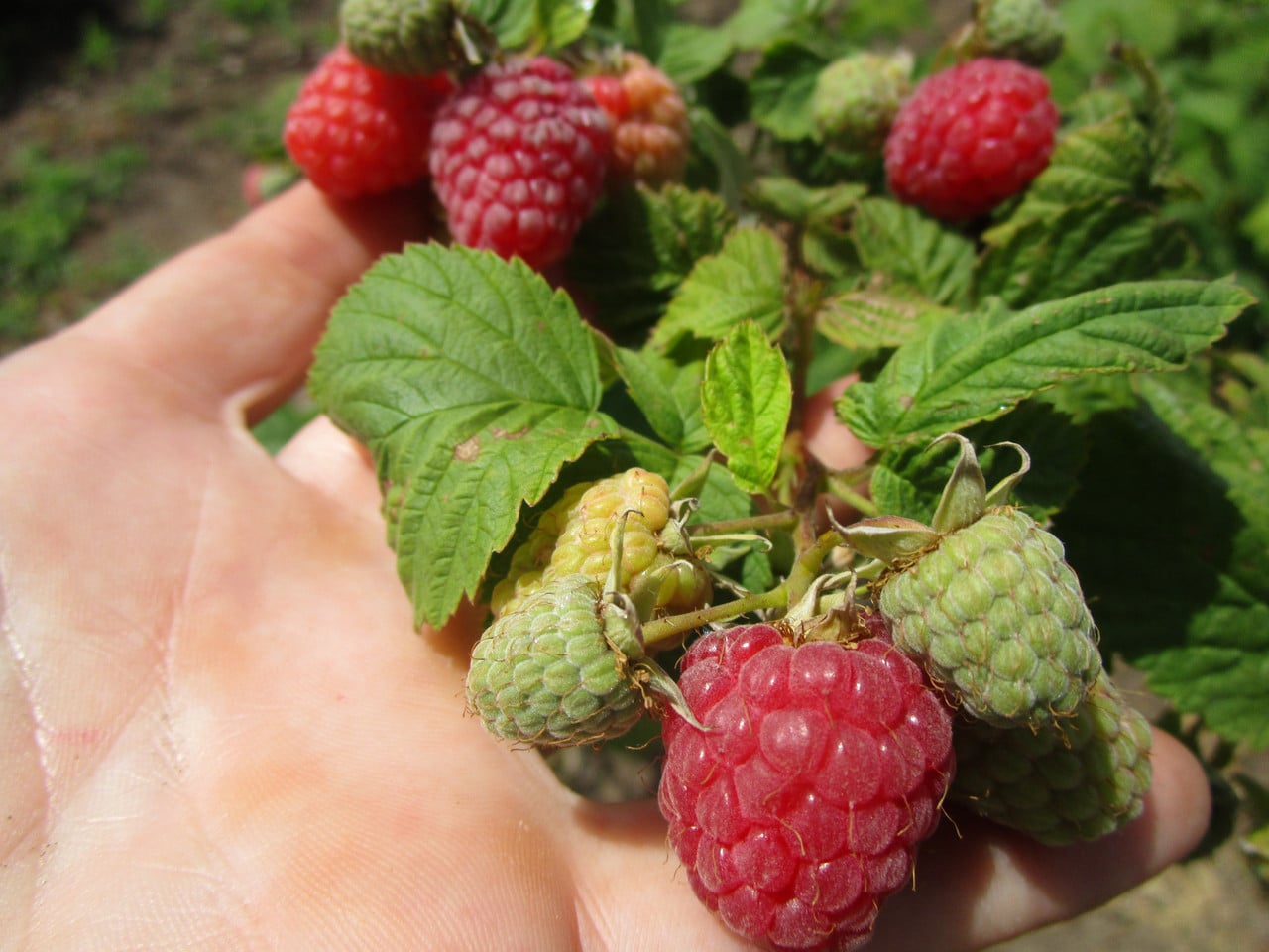 Достоинства и недостатки сорта малины Феномен