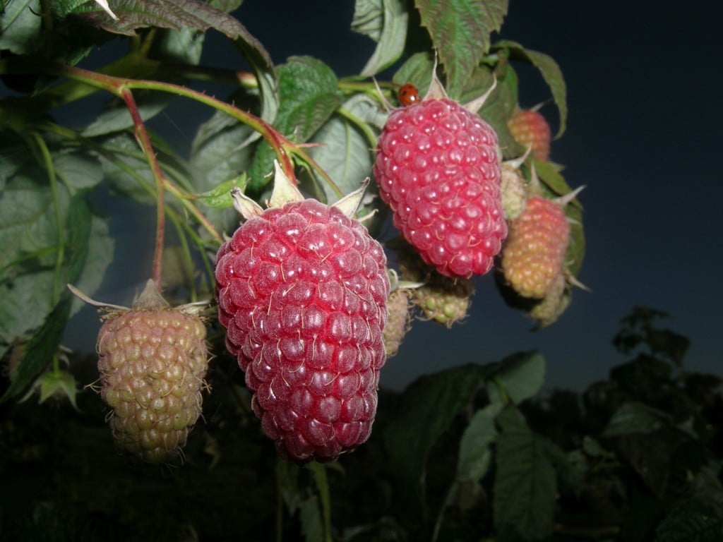 Описание ремонтантного сорта малины Атлант