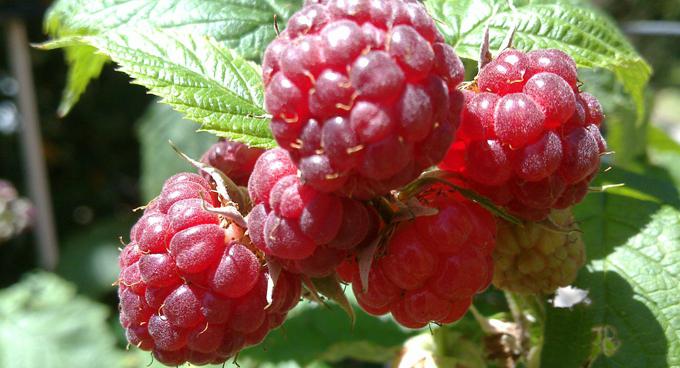 Описание сорта ремонтантной малины Геракл