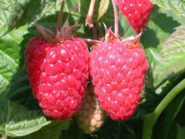 Результат американской селекции малина Каскад делайт