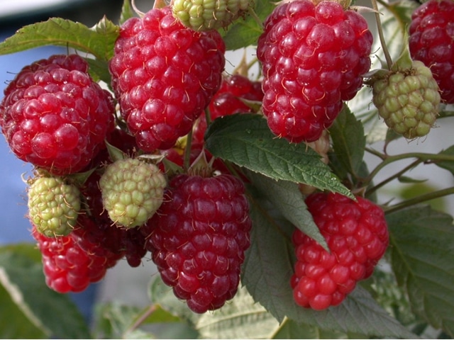 Ранний сорт малины Бриллиантовой с высокой продуктивностью