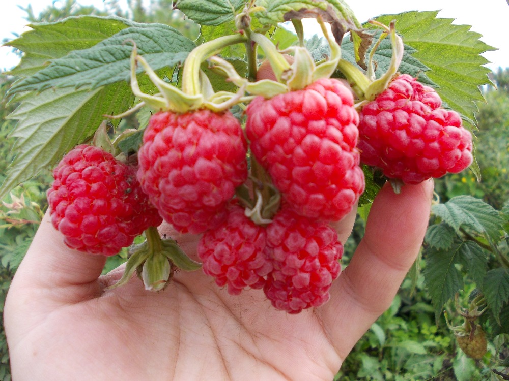 Раннеспелый урожайный сорт малины Маросейка