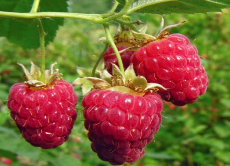 Характеристика ремонтантного сорта малины Брусвяна