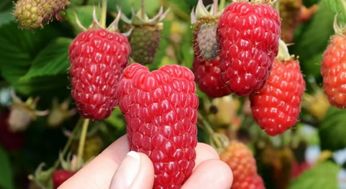 Польский лицензированный десертный сорт малины Пшехиба