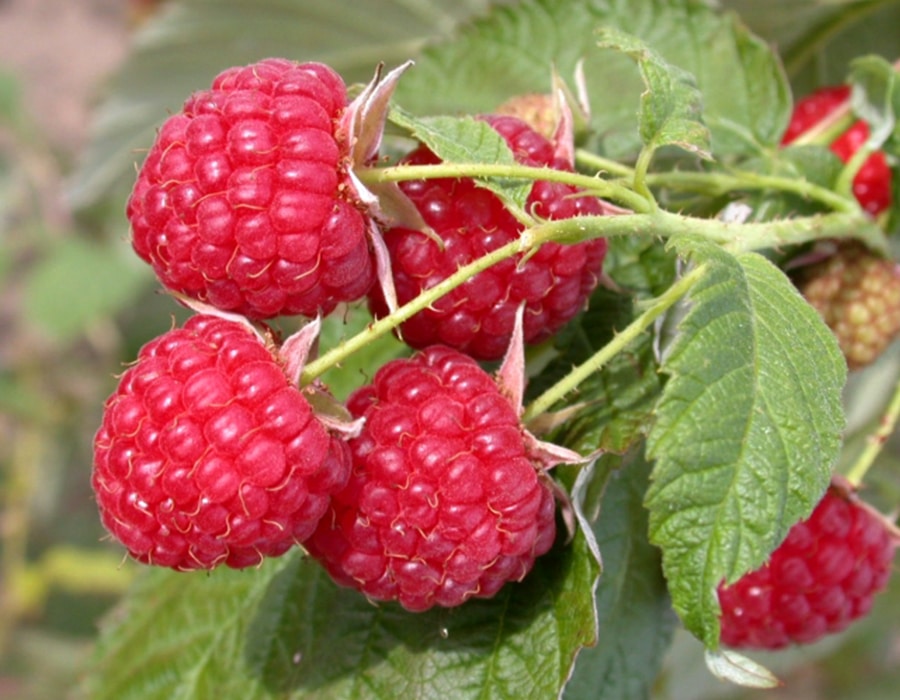 Описание и основные характеристики сорта малины Бабье лето