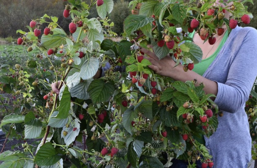 Происхождение и описание малины Маравилла