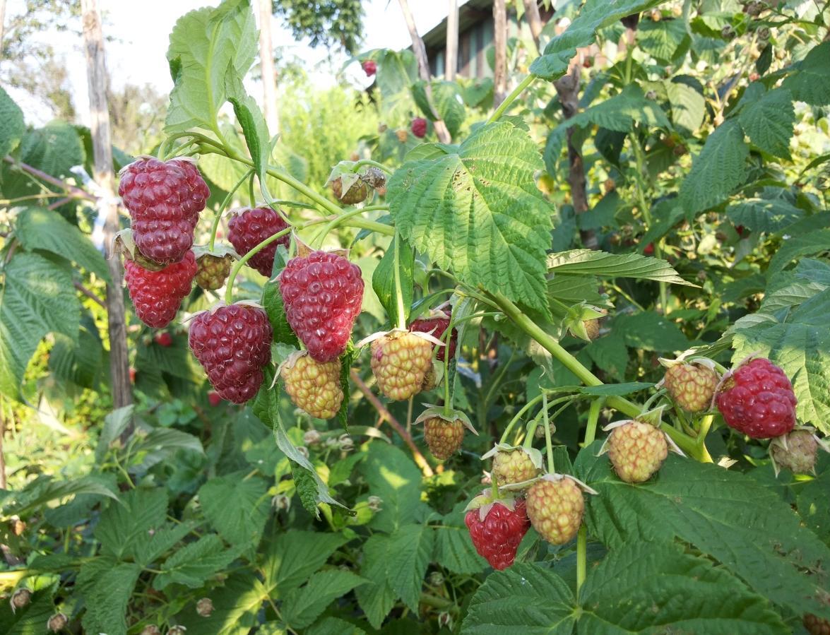 Описание ремонтантного сорта малины Недосягаемая