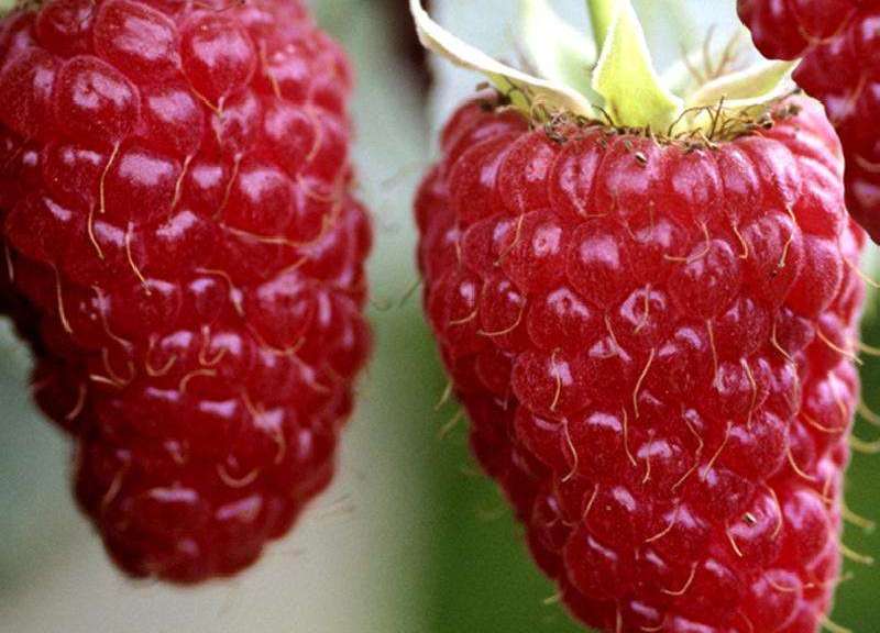 Новейший сорт бесшипной и крупноплодной малины Гигант Московский