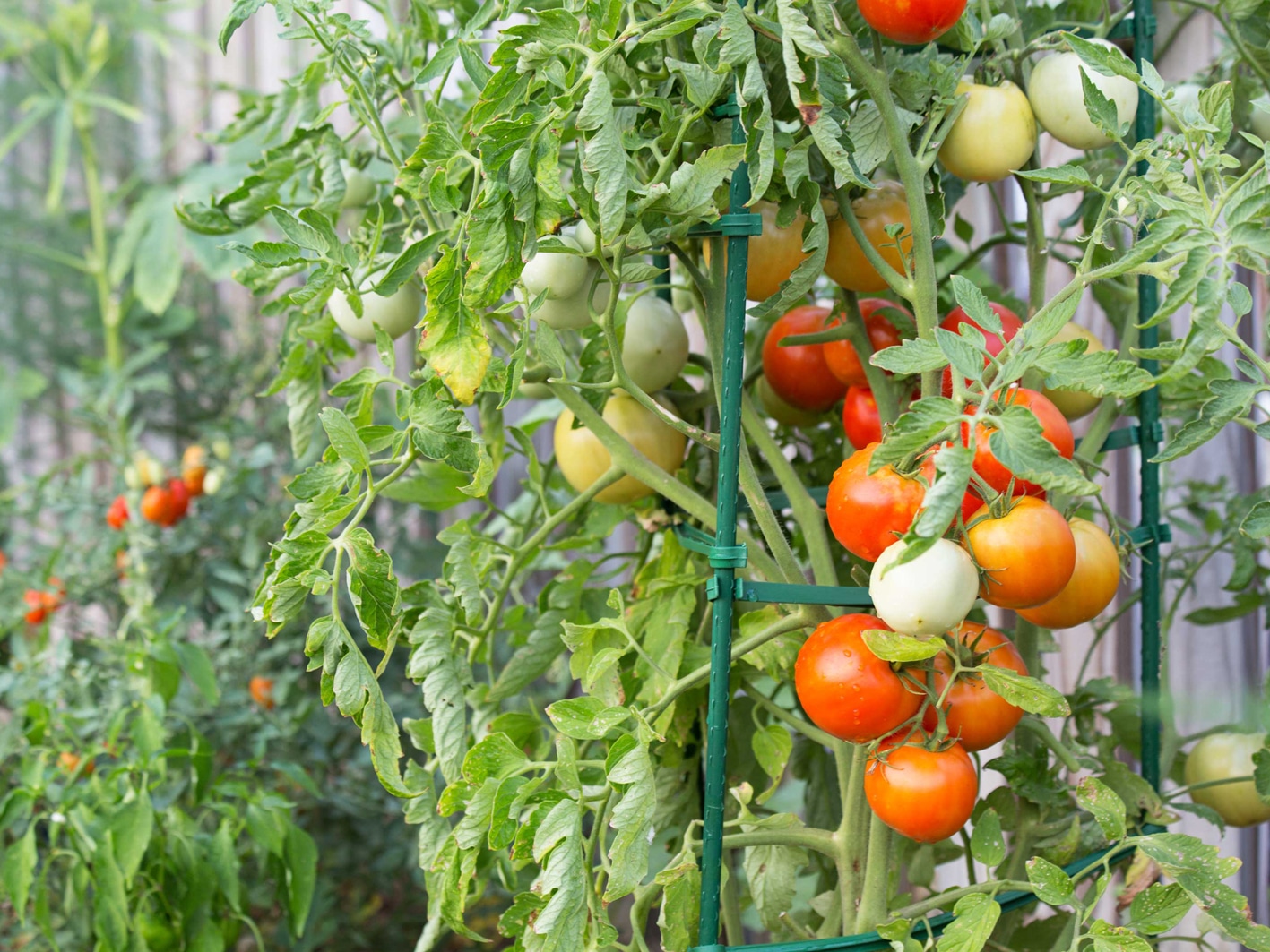 Что такое индетерминантные сорта томатов