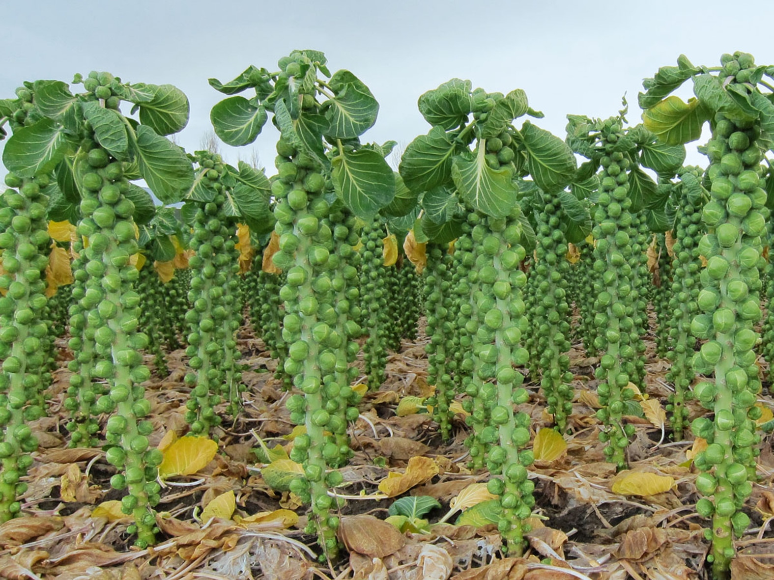 Как выращивать и ухаживать за брюссельской капустой