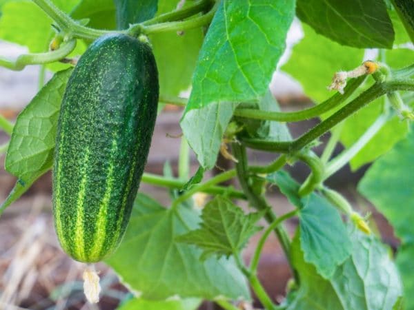 Гибридный самоопыляющийся сорт огурца Шоша