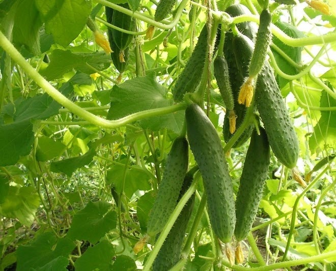 Описание отечественного гибрида огурцов Кураж