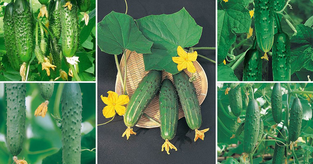 Что такое партенокарпические гибриды огурцов