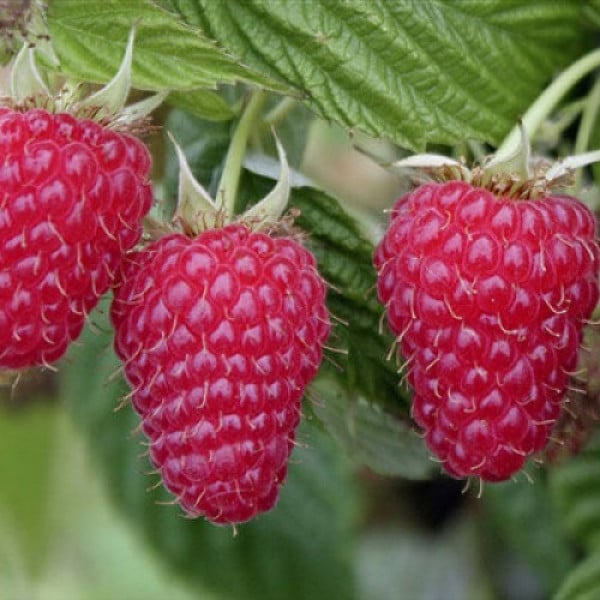 Ранний крупноплодный сорт малины Патриция