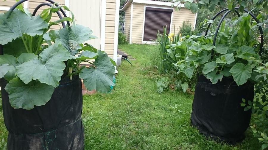 Тонкости выращивания и ухода за огурцами в бочке