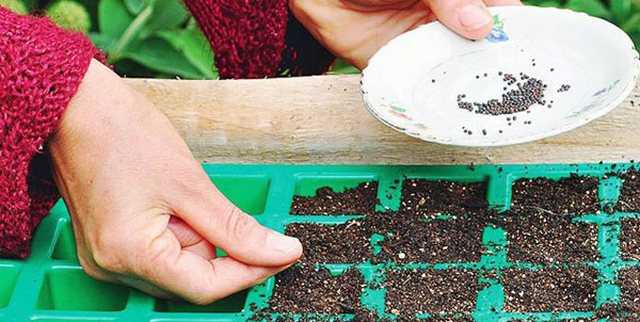 Выращивание рассады капусты в домашних условиях