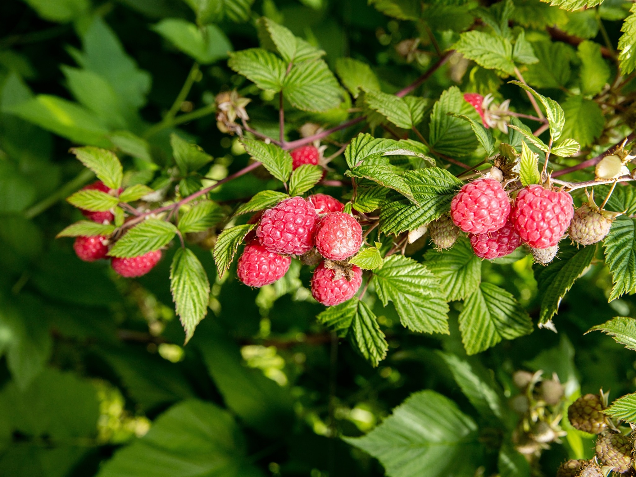 Чем обработать малину осенью после обрезки