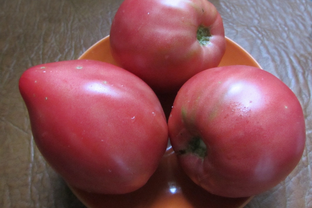 Особенности выращивания и ухода за томатом Батяня