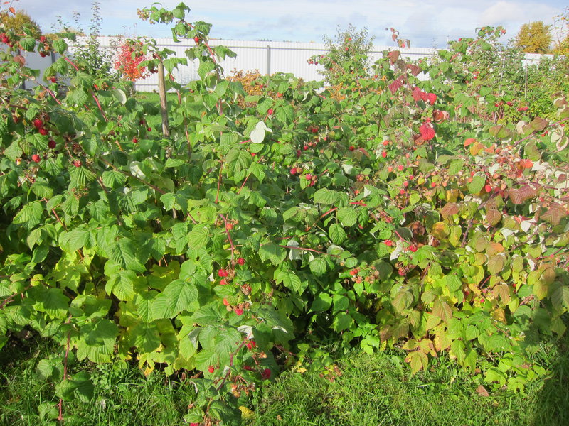 Описание посадки и ухода за ремонтантной малиной