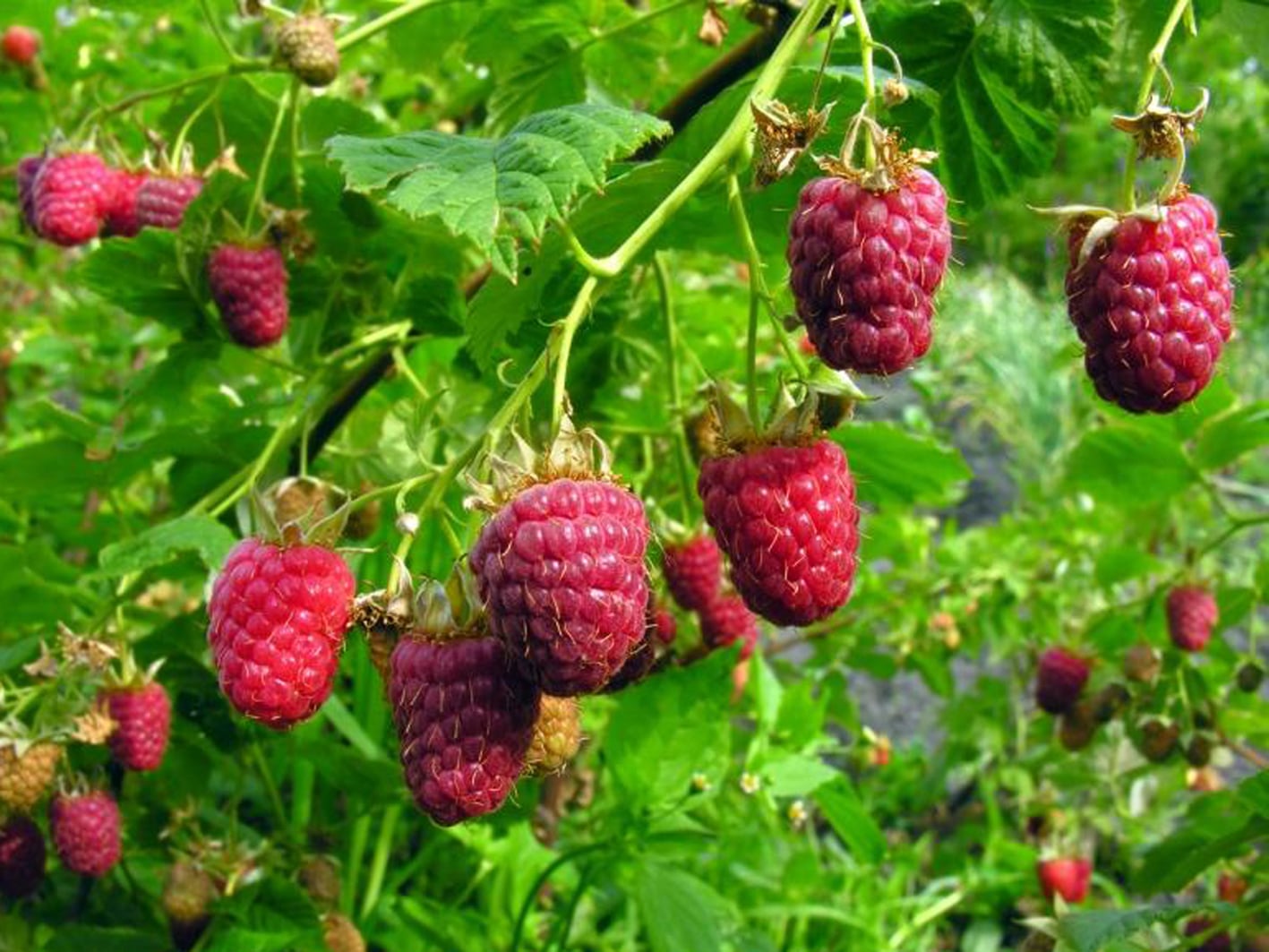 Когда и как обрезать ремонтантную малину на зиму