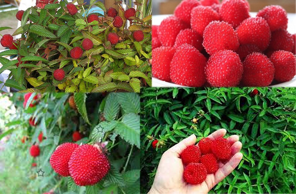 Описание тибетской розолистной земляничной малины