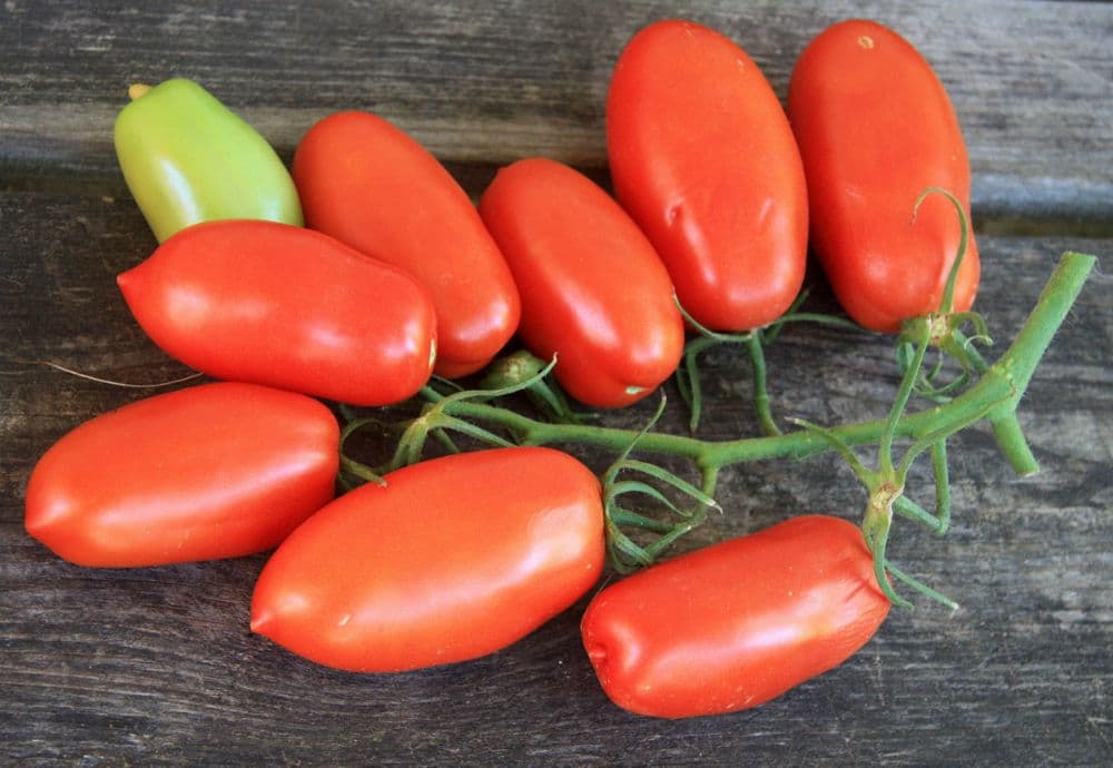 Описание гибридного сорта томата Царское искушение