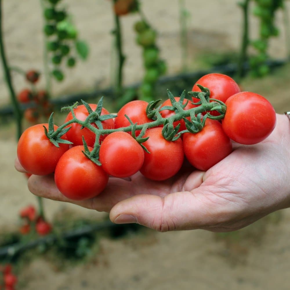 Выращивание помидоров черри и их особенности