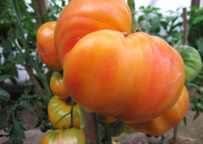 Интересный двухцветный томат Загадка природы