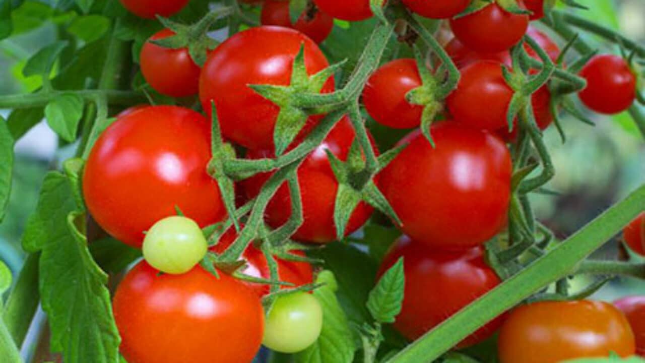 Раннеспелый и низкорослый сорт томата Клуша