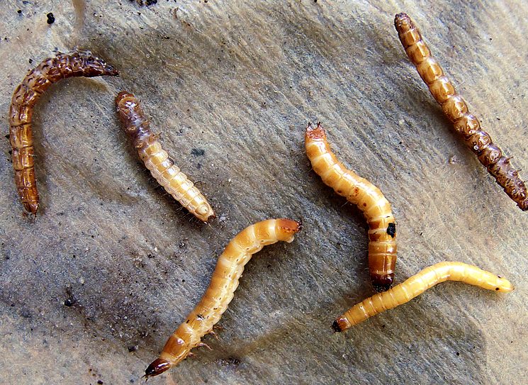 Способы борьбы с проволочником на картофельном поле